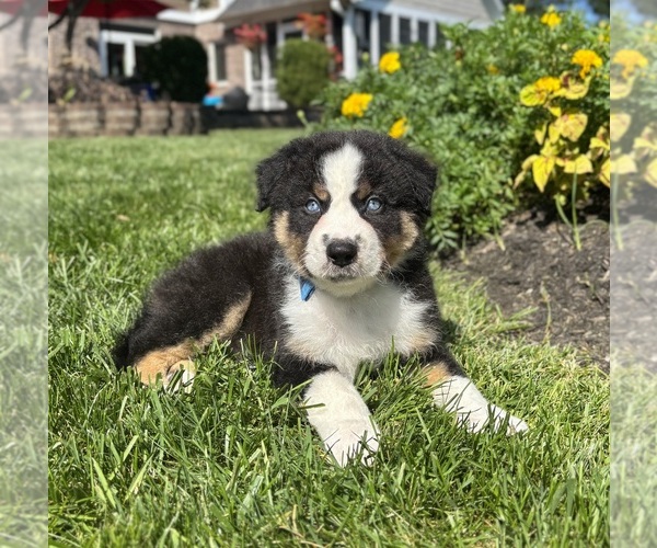Medium Photo #5 Miniature Australian Shepherd Puppy For Sale in NOBLESVILLE, IN, USA