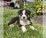 Small #4 Miniature Australian Shepherd