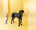 Small #14 Great Dane