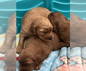 --Golden Retriever Mix Litter for sale in CHERRY VALLEY, CA, USA