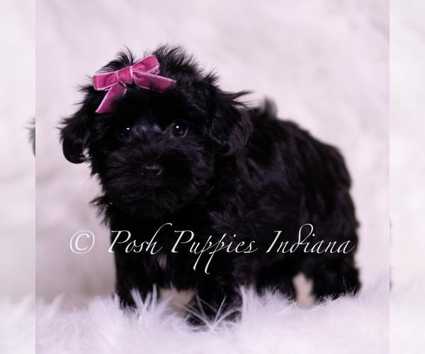 Medium Photo #5 Yorkipoo Puppy For Sale in WARSAW, IN, USA