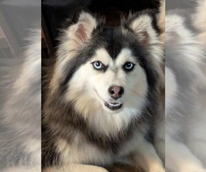 Mother of the Pomsky puppies born on 05/27/2026