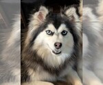 Small Photo #1 Pomsky Puppy For Sale in PHOENIX, AZ, USA