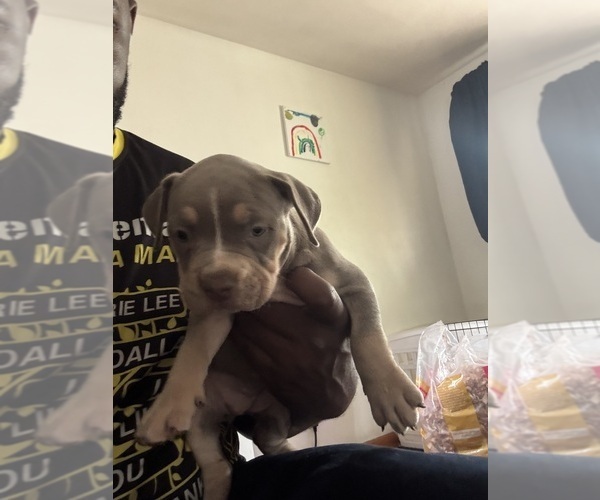 Medium Photo #18 American Bully Puppy For Sale in GLASSPORT, PA, USA
