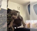Small #17 American Bully