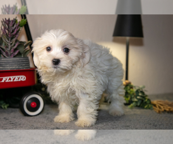 Medium Photo #3 Zuchon Puppy For Sale in SHILOH, OH, USA