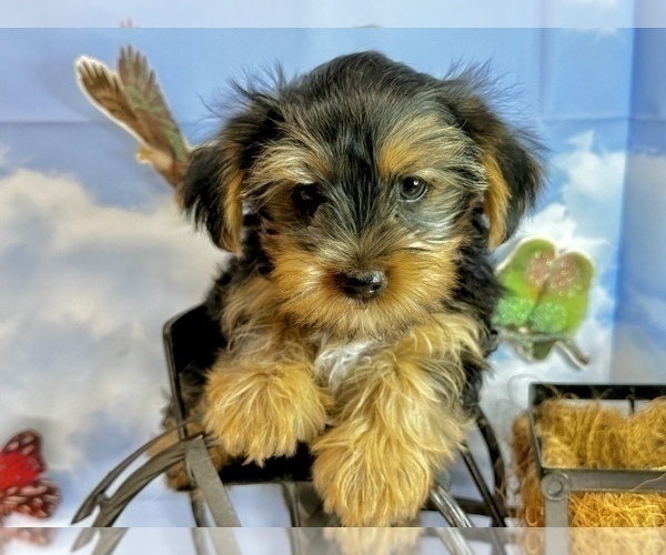 Medium Photo #43 Morkie Puppy For Sale in CASSVILLE, MO, USA