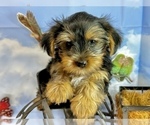 Small #42 Morkie