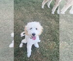 Small #1 Maltipoo (Miniature)