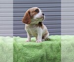 Small Photo #7 Basset Hound-Cavalier King Charles Spaniel Mix Puppy For Sale in DUNNVILLE, KY, USA