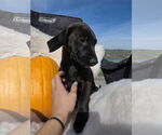 Small #3 Labrador Retriever Mix