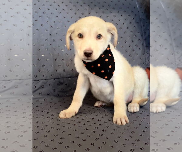 Medium Photo #2 Labrador Retriever-Unknown Mix Puppy For Sale in Rockaway, NJ, USA