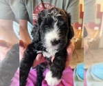 Small Photo #30 Bernedoodle Puppy For Sale in CANTON, MI, USA