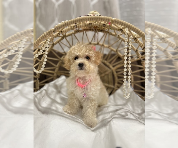 Medium Photo #14 Maltipoo Puppy For Sale in VALLEY CENTER, CA, USA