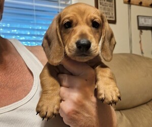 Dachshund Puppy for Sale in COLUMBUS, Georgia USA