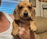 Small Dachshund