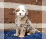 Small #2 Bernedoodle (Miniature)