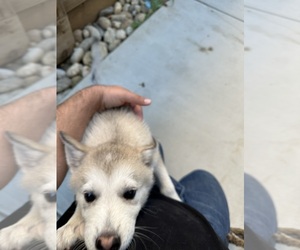 Australian Shepherd-Siberian Husky-German Shepherd Dog Mix Puppy for sale in VISALIA, CA, USA