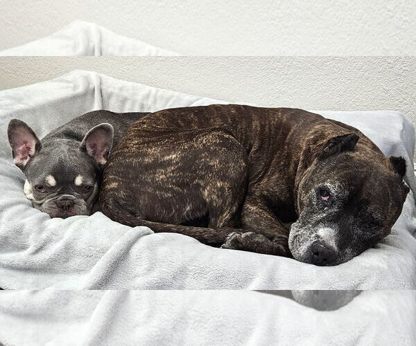 Medium Photo #5 French Bulldog Puppy For Sale in Carlsbad, CA, USA