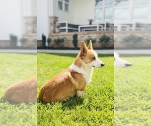 Father of the Pembroke Welsh Corgi puppies born on 01/05/2026