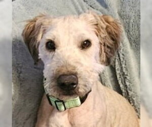 Poodle (Miniature)-Unknown Mix Dogs for adoption in Oakhurst, NJ, USA