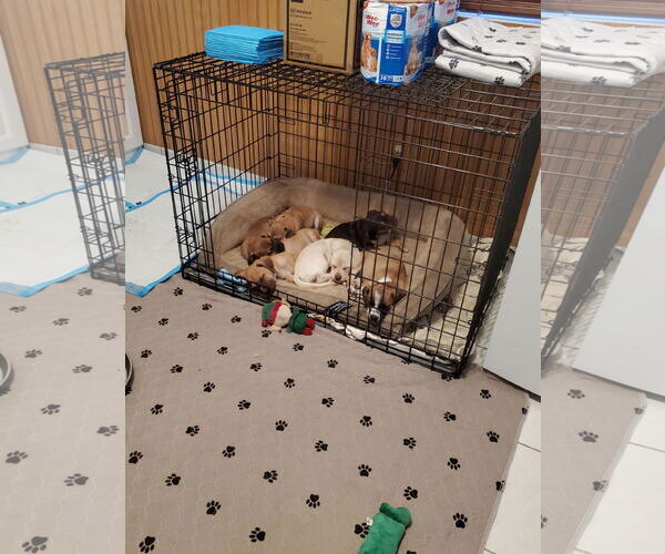 Medium Photo #13 Daug Puppy For Sale in Escondido, CA, USA