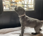 Small Photo #12 American Bully Puppy For Sale in SOMERSET, KY, USA