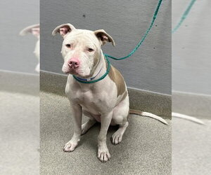 Mutt Dogs for adoption in Las Vegas, NV, USA