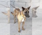 Small Labrador Retriever Mix