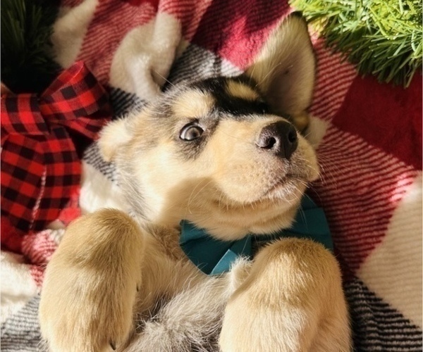 Medium Photo #16 Labrador Retriever Puppy For Sale in BAKERSFIELD, CA, USA