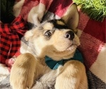 Small Photo #16 Labrador Retriever Puppy For Sale in BAKERSFIELD, CA, USA