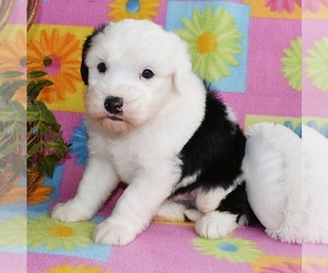 Sheepadoodle Puppy for Sale in ASPERMONT, Texas USA