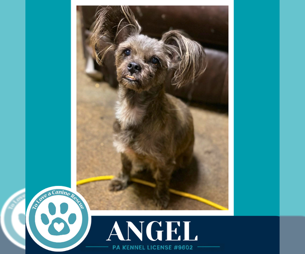 Medium Photo #2 Shih Tzu-Unknown Mix Puppy For Sale in Kimberton, PA, USA