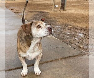 Max Lucas - - Male Beagle Dog for Adoption - Photo #12