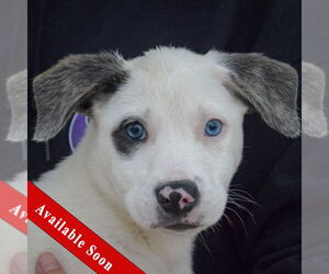 Catahoula Leopard Dog-Labrador Retriever Mix Dogs for adoption in Huntley, IL, USA