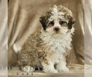 ShihPoo Puppy for sale in GORDONVILLE, PA, USA