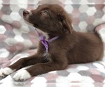 Small Photo #4 Border Collie Puppy For Sale in CLAY, PA, USA