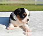 Small #6 Auss-Tzu