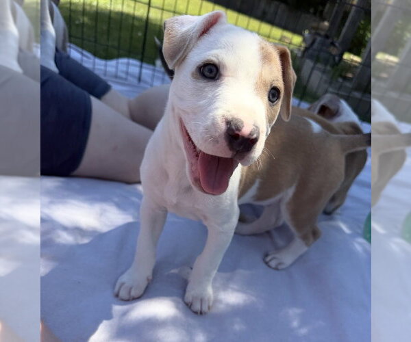 Medium Photo #2 Mutt Puppy For Sale in Wenonah, NJ, USA