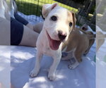 Small #1 Mutt