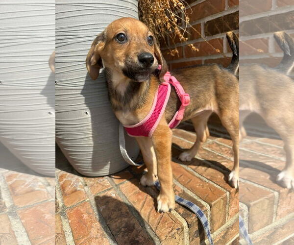 Medium Photo #4 Beagle-Unknown Mix Puppy For Sale in Germantown, OH, USA