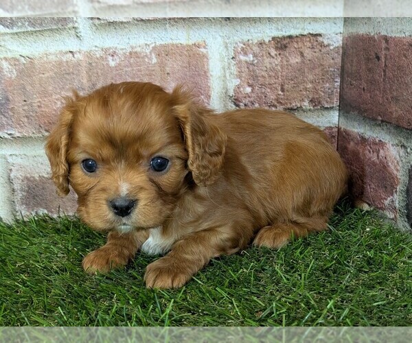 Medium Photo #7 Cavalier King Charles Spaniel Puppy For Sale in MOBERLY, MO, USA
