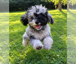 Small #25 Cavapoo (Miniature)