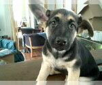 Small Photo #14 German Shepherd Dog Puppy For Sale in COLVILLE, WA, USA