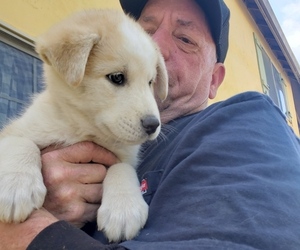 Anatolian Shepherd-Siberian Husky Mix Dog for Adoption in WATERFORD, California USA