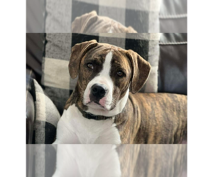 Catahoula Leopard Dog-Unknown Mix Dogs for adoption in Tampa, FL, USA