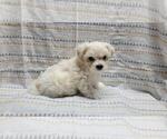 Image preview for Ad Listing. Nickname: Milo