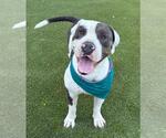 Small #1 American Staffordshire Terrier Mix