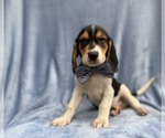 Small #2 Beagle