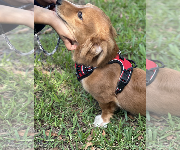 Medium Photo #5 Dachshund-Unknown Mix Puppy For Sale in Weston, FL, USA